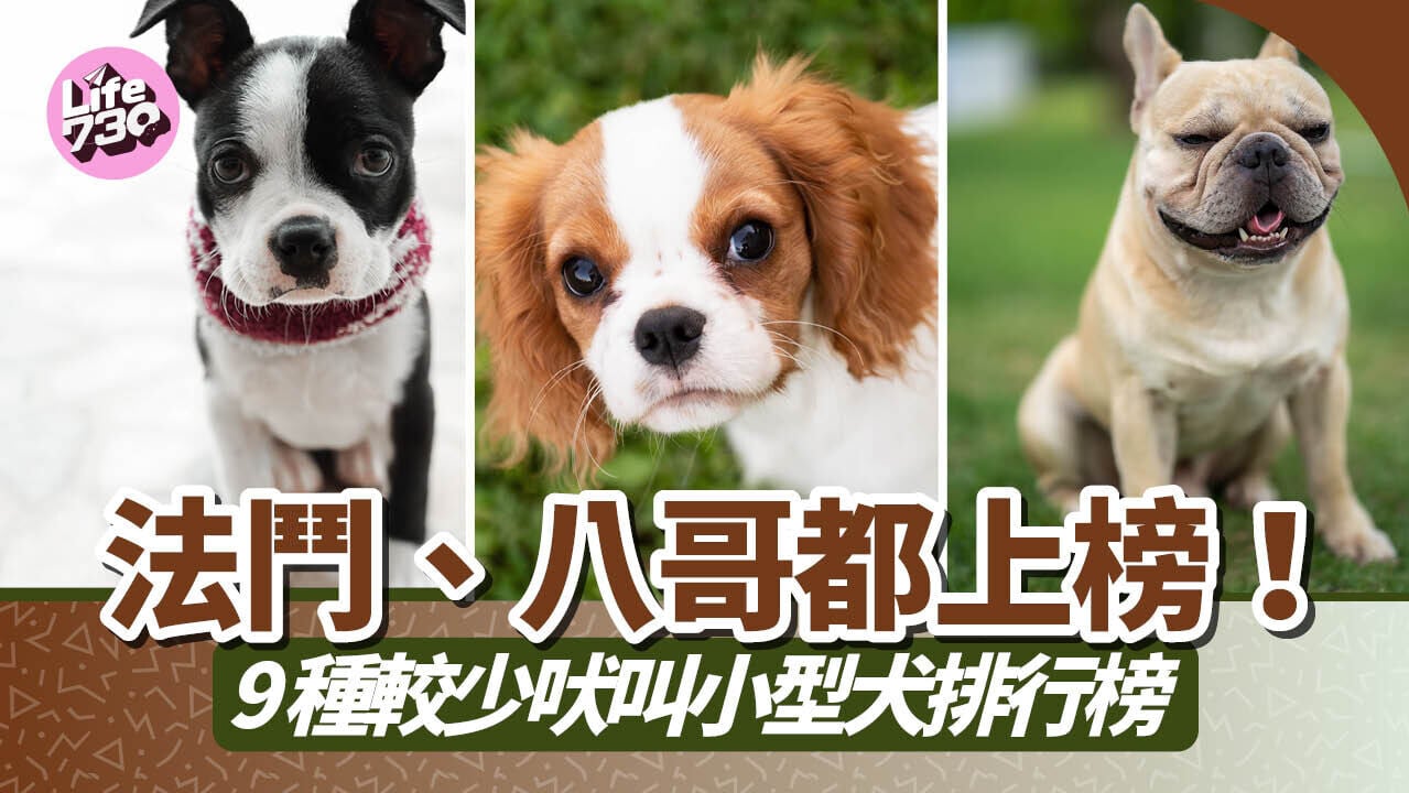 法鬥、八哥都上榜！9種較少吠叫小型犬排行榜