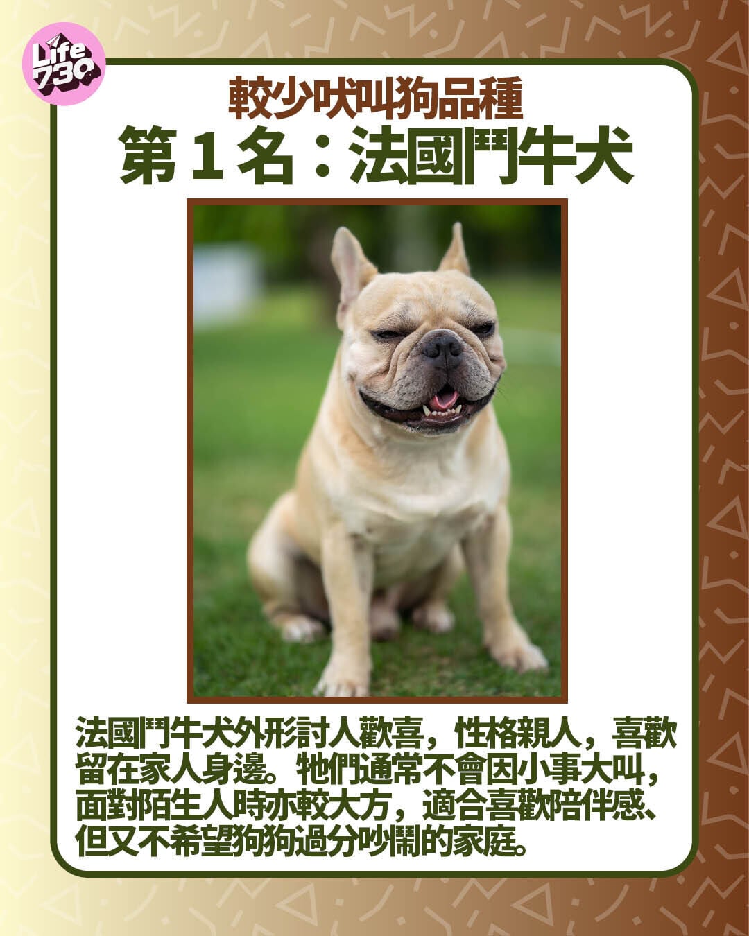 較少吠叫狗品種第1名:法國鬥牛犬
