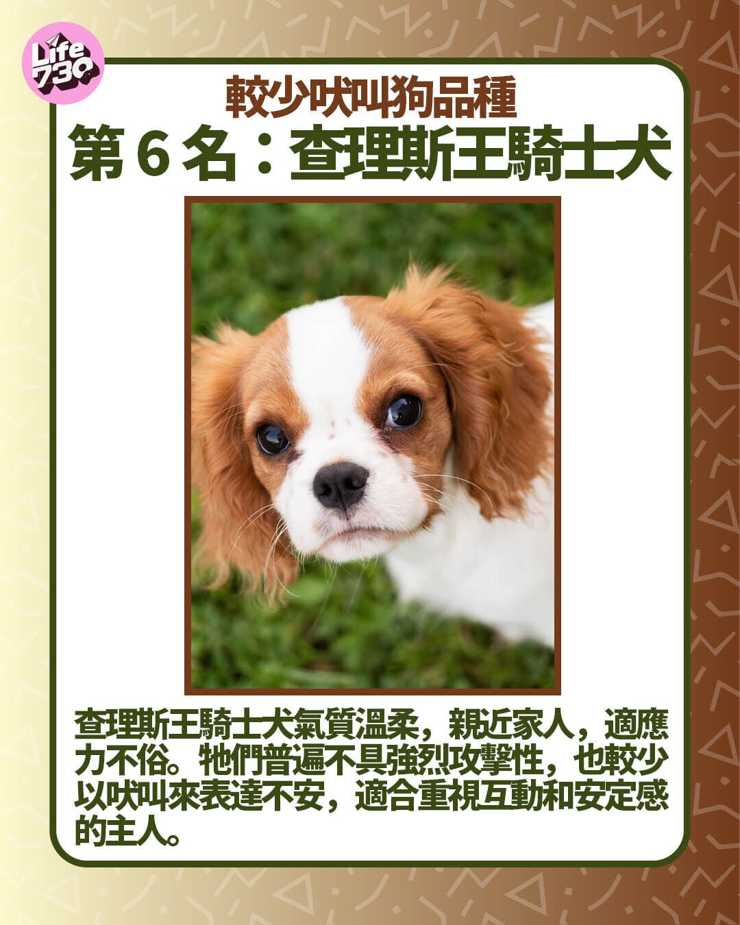 較少吠叫第狗品種第6名:查理斯王騎士犬