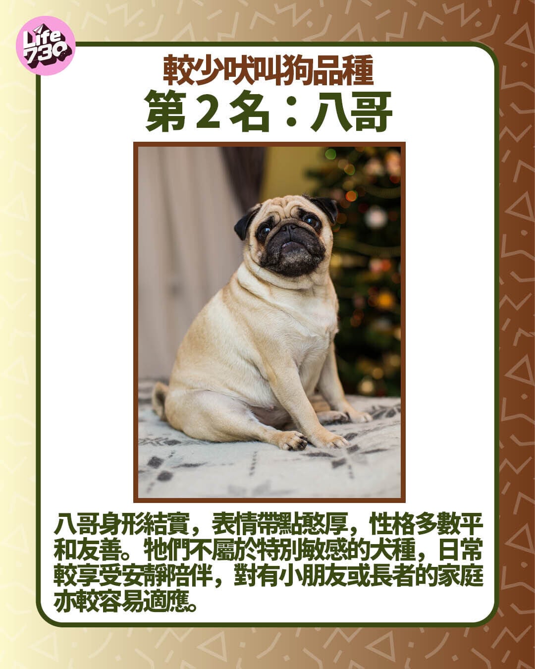 較少吠叫狗品種第2名:八哥