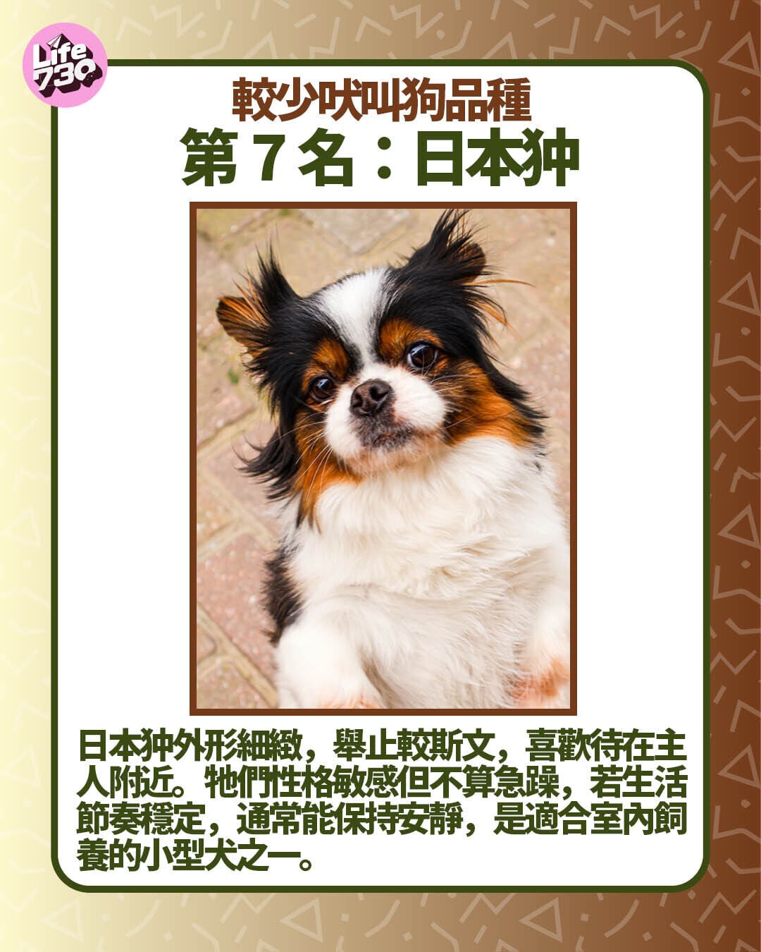 較少吠叫狗品種第7名:日本狆