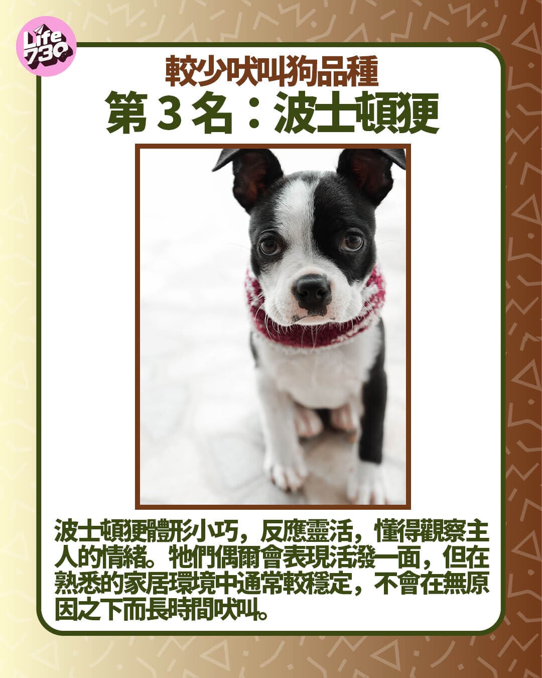 較少吠叫狗品種第3名:波士頓㹴