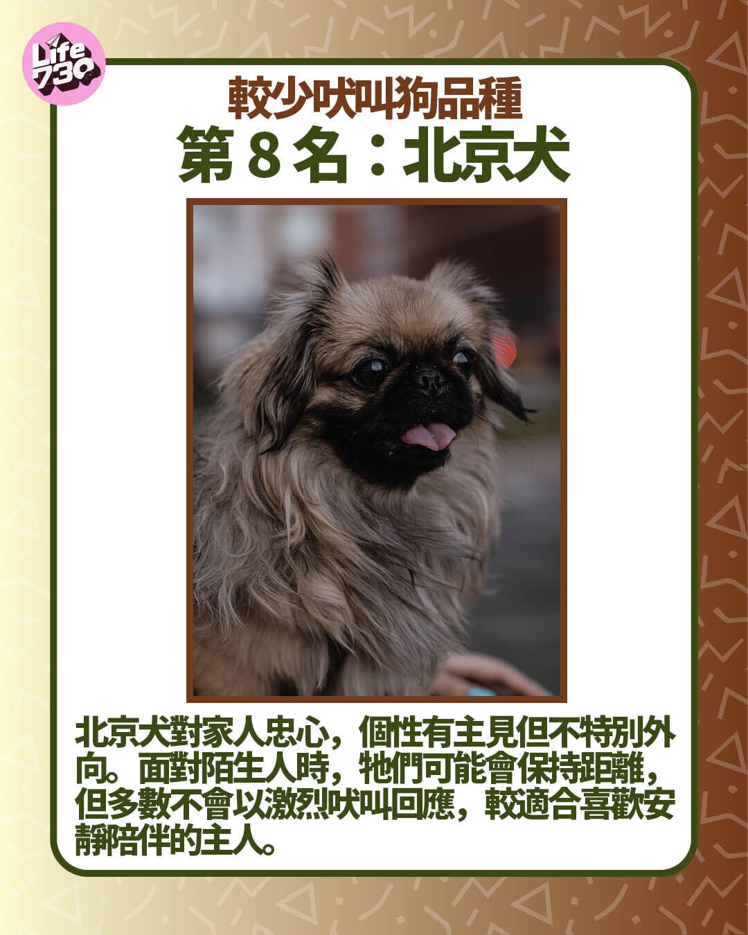 較少吠叫狗品種第8名:北京犬