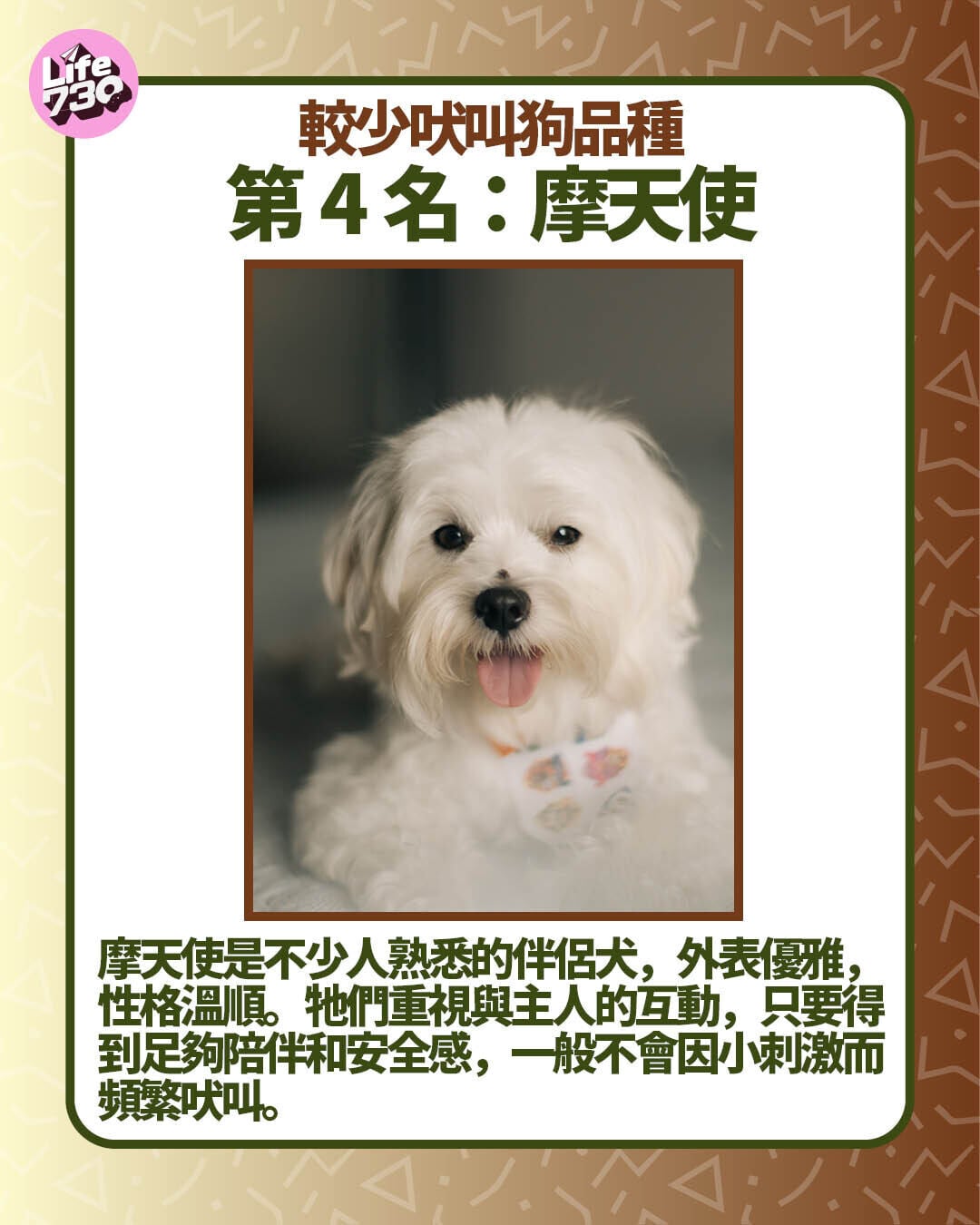 較少吠叫狗品種第4名:摩天使
