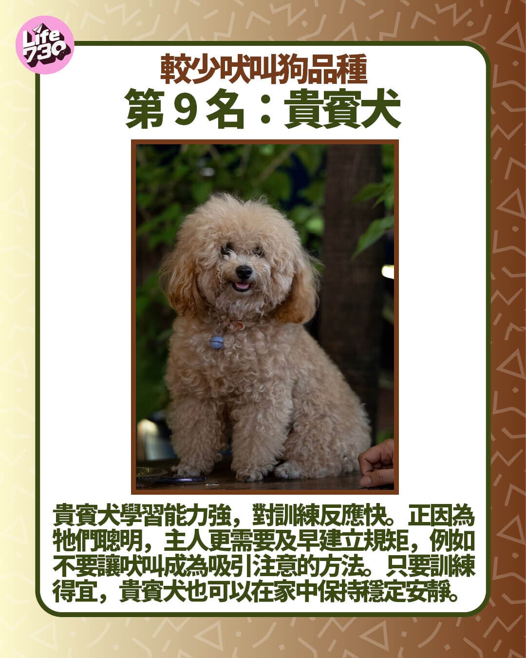 較少吠叫狗品種第9名:貴賓犬
