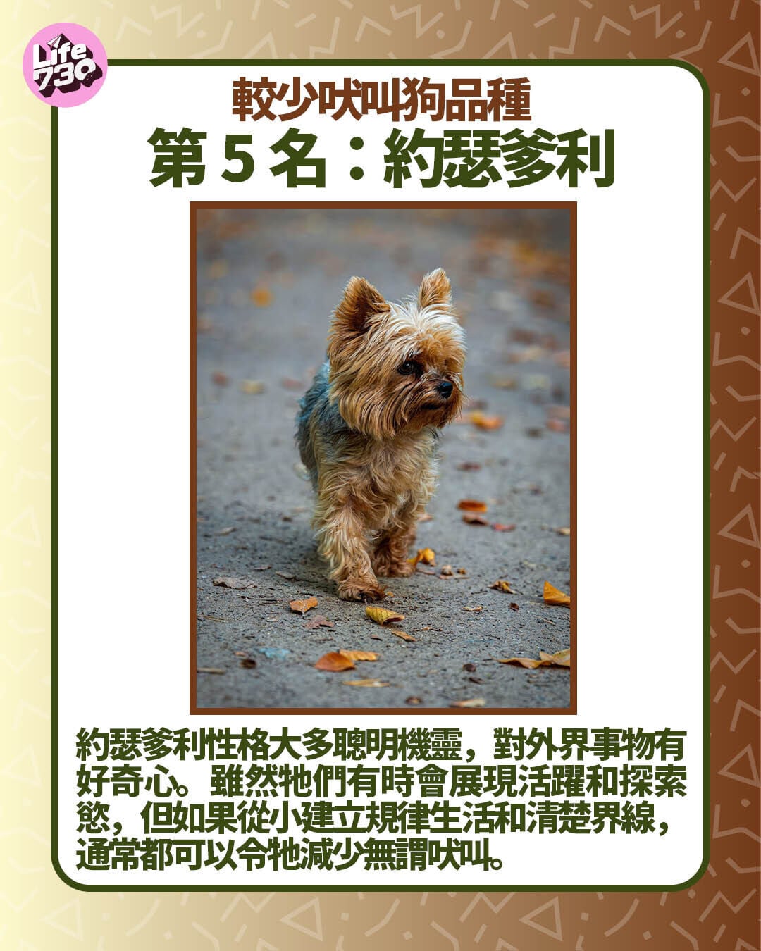 較少吠叫狗品種第5名:約瑟爹利