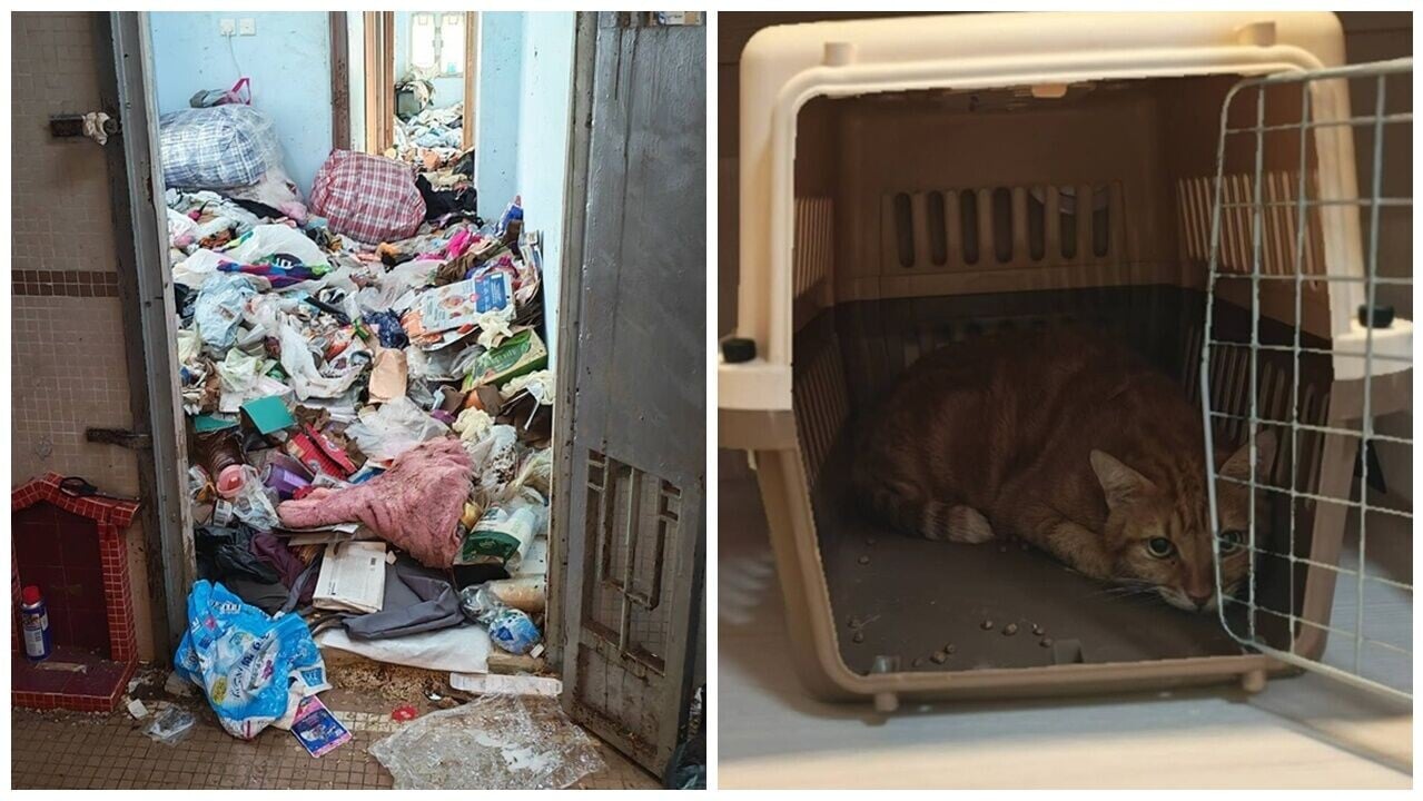 屯門女倒斃雜物屋，遺14貓獲善心機構自資暫託。(FB/依時寵物用品有限公司 Easypet LTD)