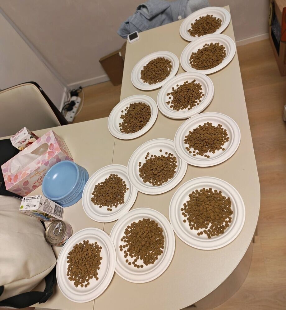 「依時」負責人自資,找來「悠然貓酒店」幫忙暫時接收所有貓咪及照料。(FB/依時寵物用品有限公司 Easypet LTD)