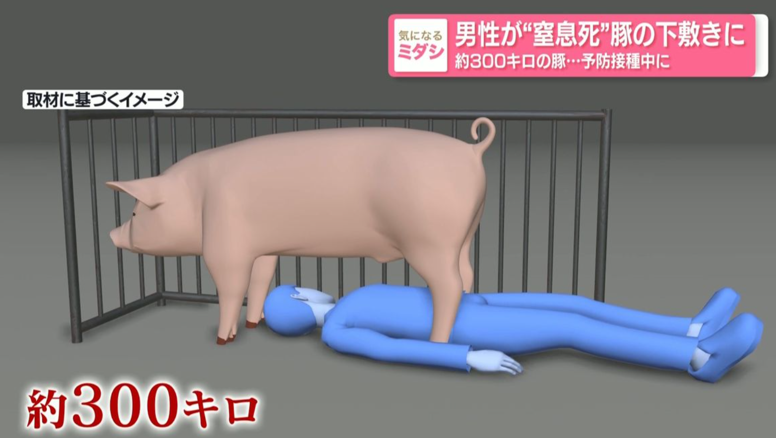 日本鹿兒島縣曽於市發生離奇奪命意外。一名22歲養豬場男員工獨自為豬隻接種疫苗時，被一隻重達約300公斤的巨豬壓在身上致窒息，送院搶救傷重不治。(日媒日テレNEWS NNN畫面)