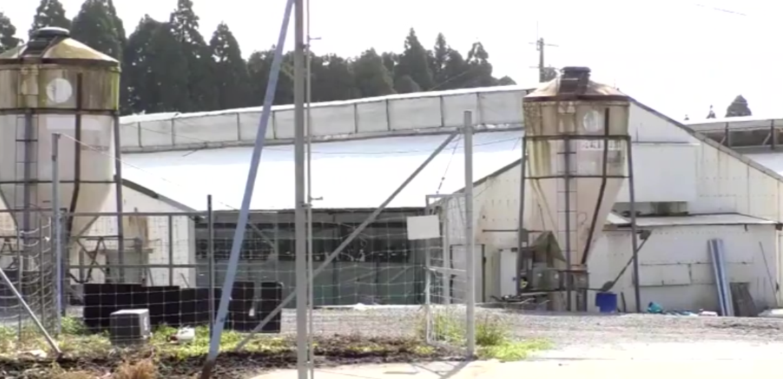 日本鹿兒島縣曽於市發生離奇奪命意外。一名22歲養豬場男員工獨自為豬隻接種疫苗時,被一隻重達約300公斤的巨豬壓在身上致窒息,送院搶救傷重不治。(日媒日テレNEWS NNN畫面)