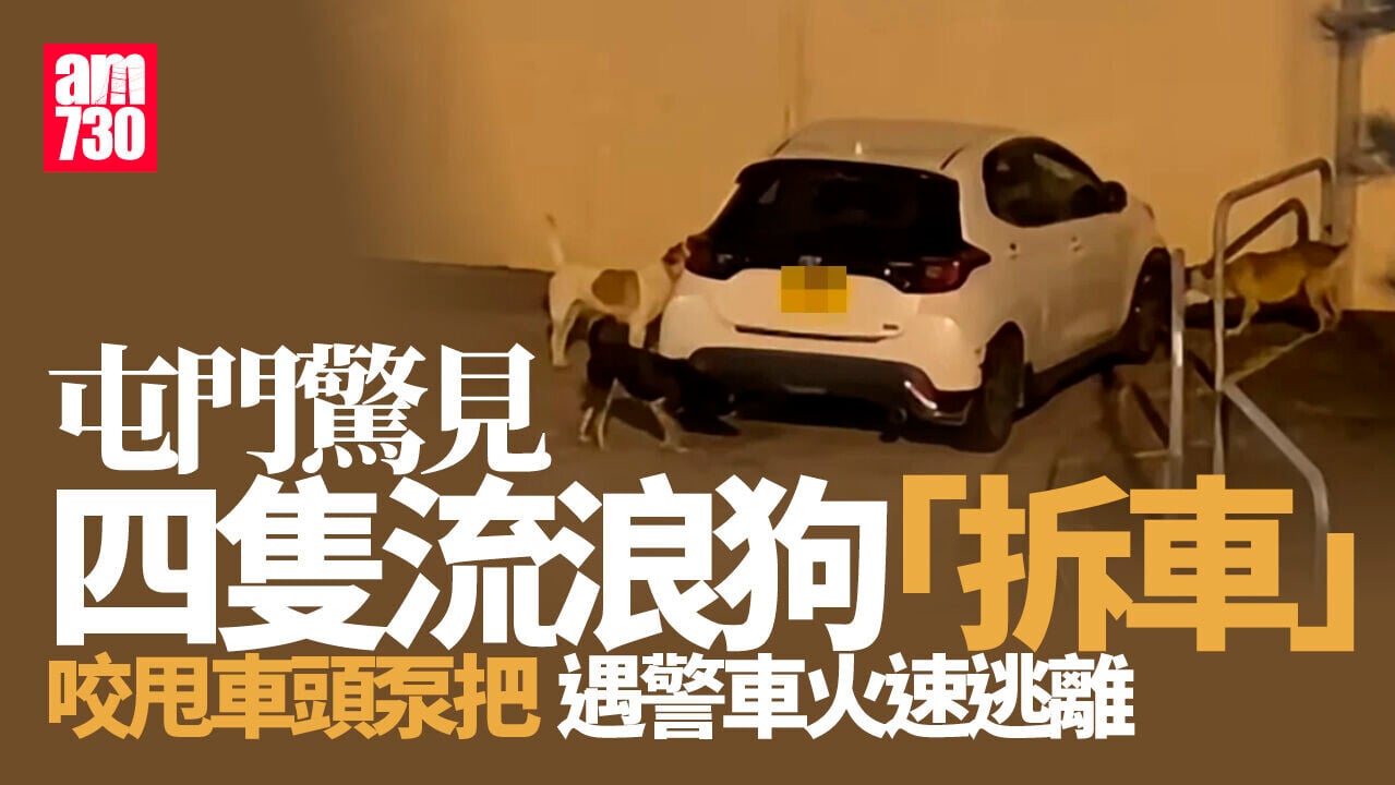 屯門4流浪狗「拆車」扯甩車頭泵把　遇警車火速逃離現場 (有片)