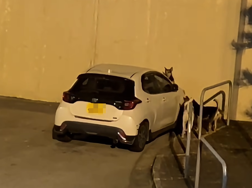 屯門4犬「拆車」扯甩車頭泵把,遇警車火速逃離現場。(香港突發事故報料區及討論區)