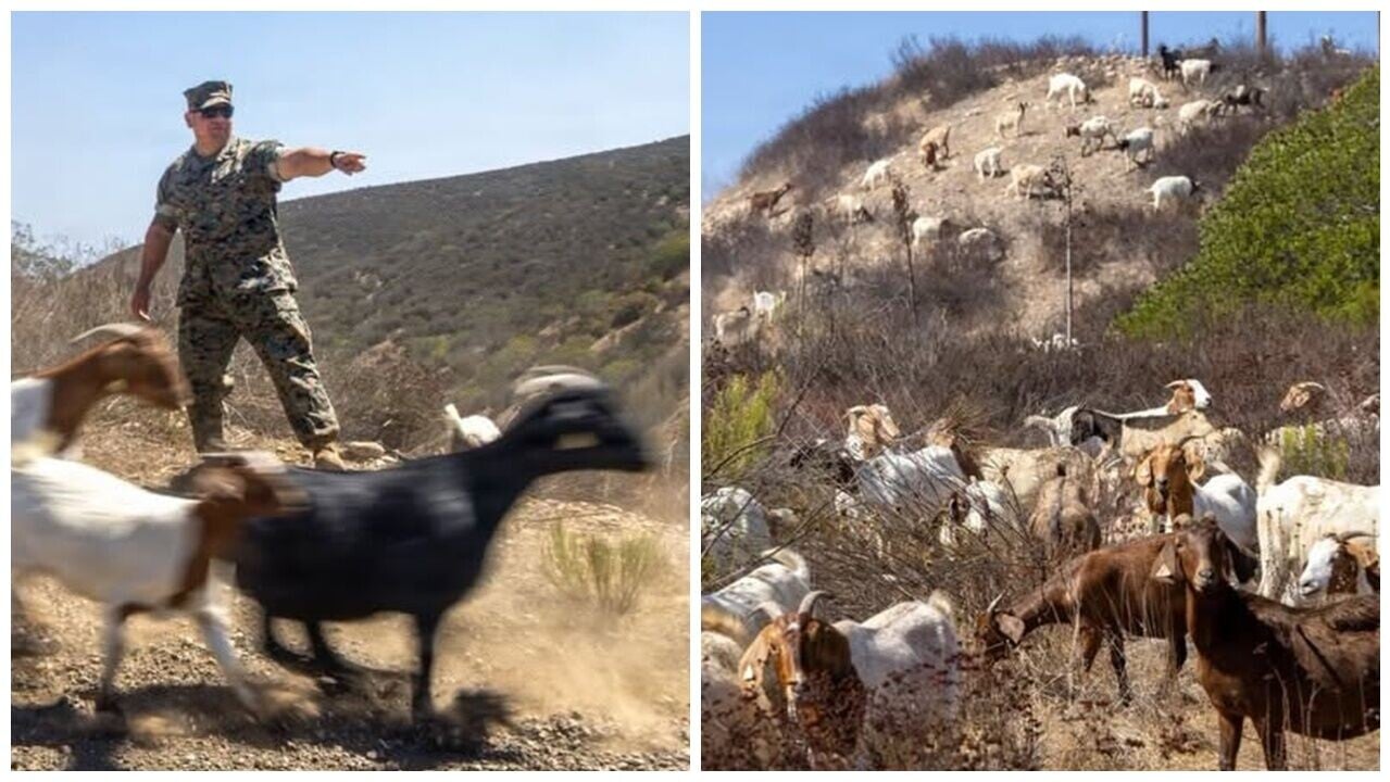 美軍基地放牧471隻山羊，啃食雜草防山火。(FB)