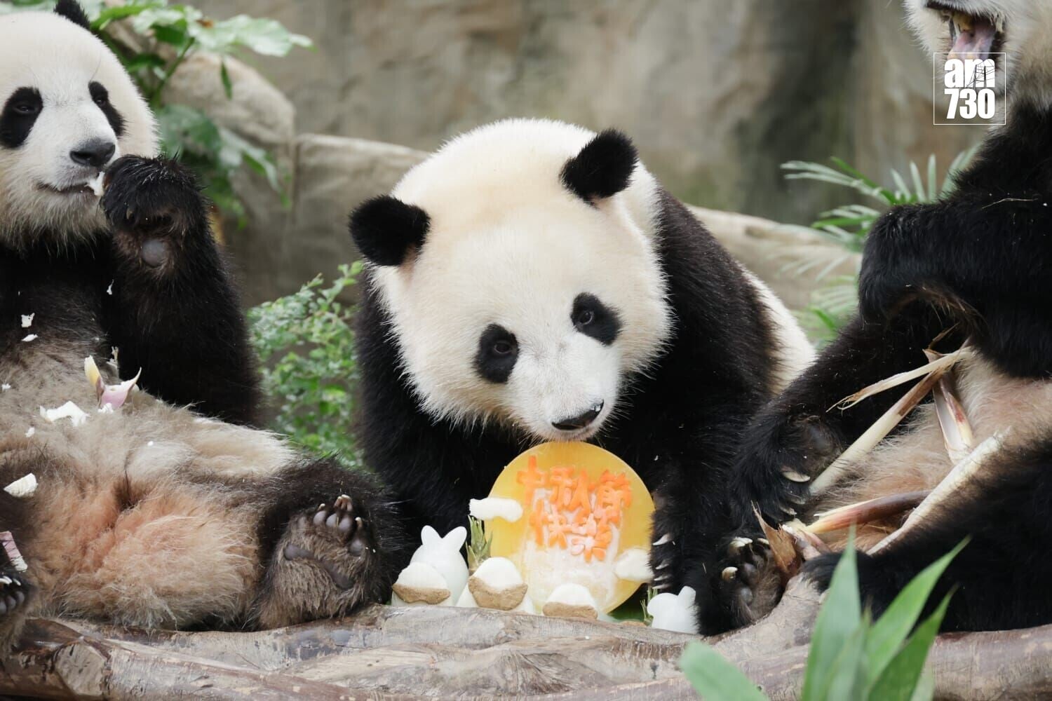 中秋佳節將至,海洋公園為園內的大熊貓特製月餅及燈籠預早過節。(吳康琦攝)