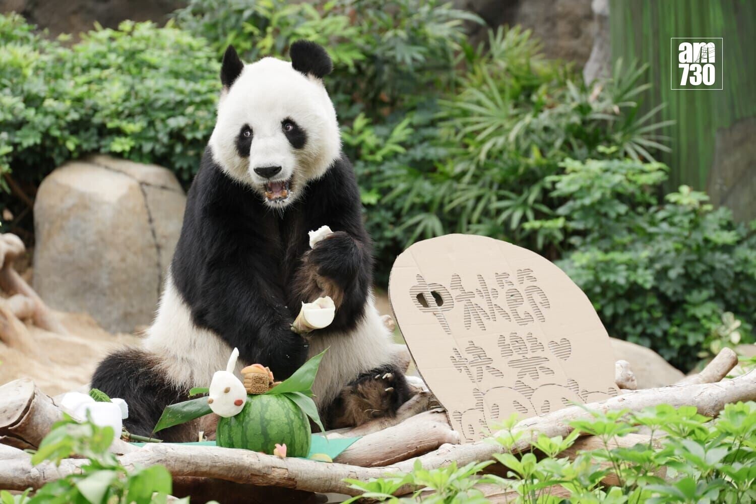 中秋佳節將至,海洋公園為園內的大熊貓特製月餅及燈籠預早過節。(吳康琦攝)