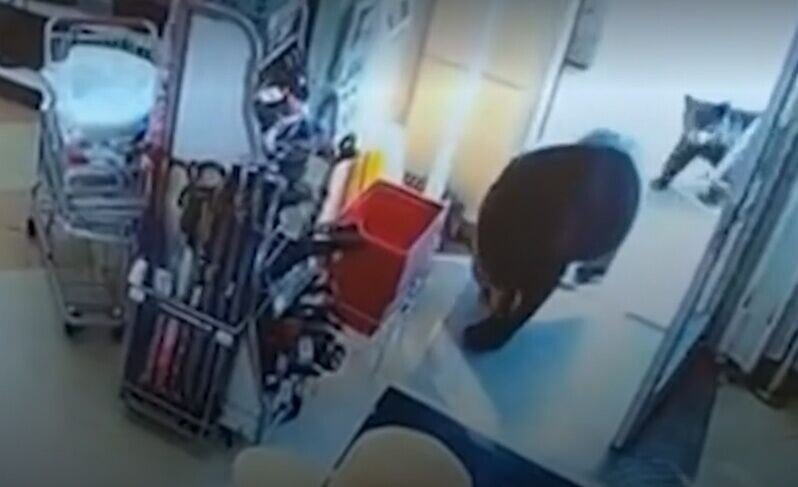熊母子經過一間藥房門口時,自動門剛好打開,牠們也就自然進內閒逛。(YT)