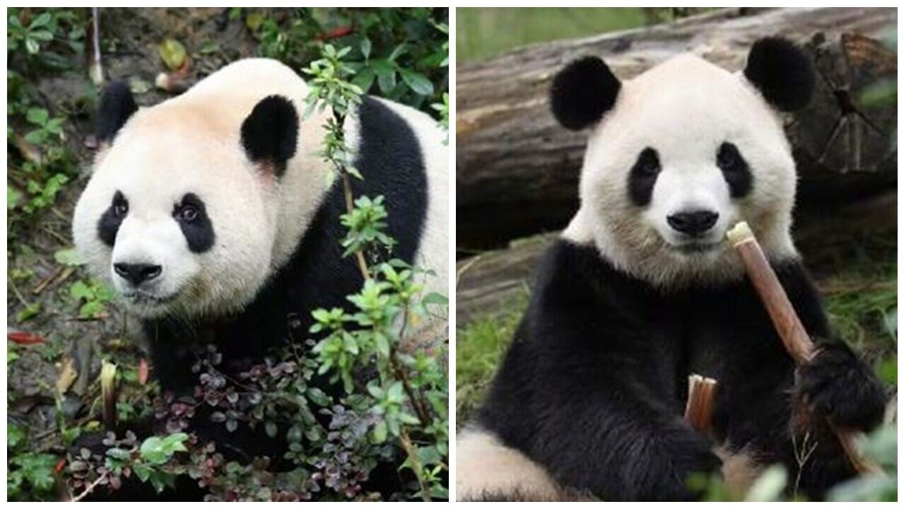 美國亞特蘭大動物園相隔兩年再有大熊貓落戶當地。(微博)
