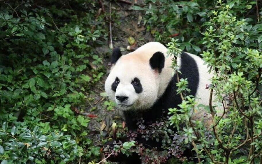 美國亞特蘭大動物園相隔兩年再有大熊貓落戶當地。(大熊貓平平。微博)