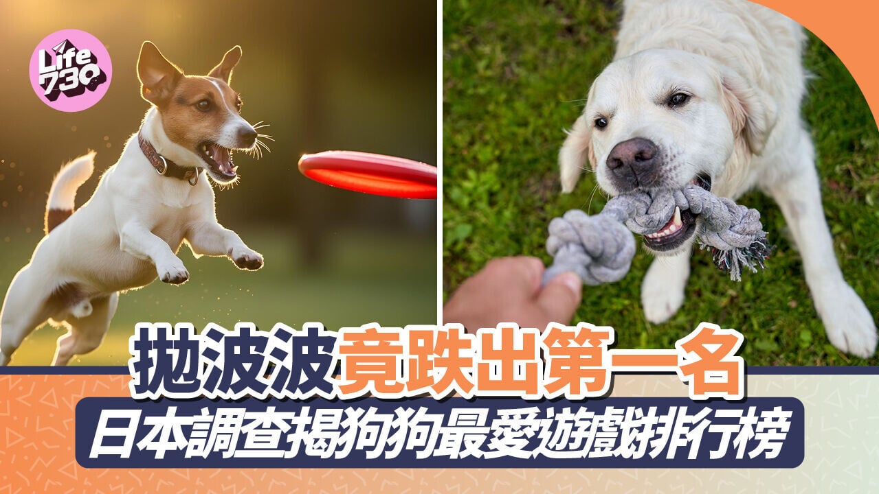 拋波波竟跌出第一名！日本調查揭狗狗最愛遊戲排行榜