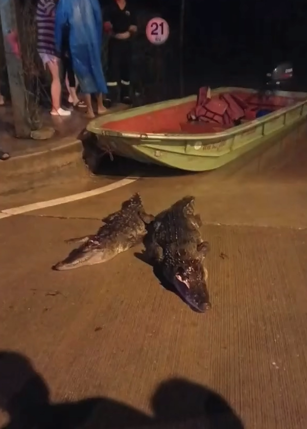 沙繳府考察甘縣一個養殖場遭洪水淹沒後,4條長約2米的鱷魚沖出圍欄,其中兩條其後被尋回。(互聯網)