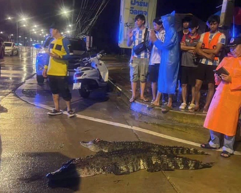 沙繳府考察甘縣一個養殖場遭洪水淹沒後,4條長約2米的鱷魚沖出圍欄,其中兩條其後被尋回。(互聯網)