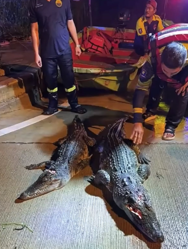 沙繳府考察甘縣一個養殖場遭洪水淹沒後,4條長約2米的鱷魚沖出圍欄,其中兩條其後被尋回。(互聯網)