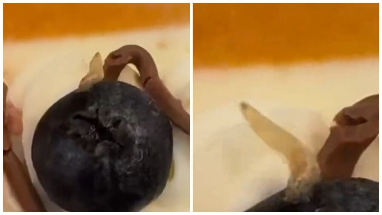 佛山山姆麵包驚現活蛆蠕動，賠付10倍金額正核查原因。(微博)