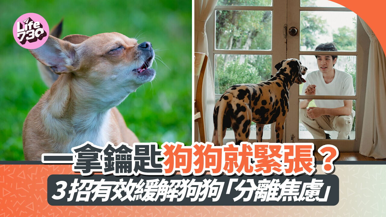 一拿鑰匙狗狗就緊張？ 3 招有效緩解狗狗「分離焦慮」