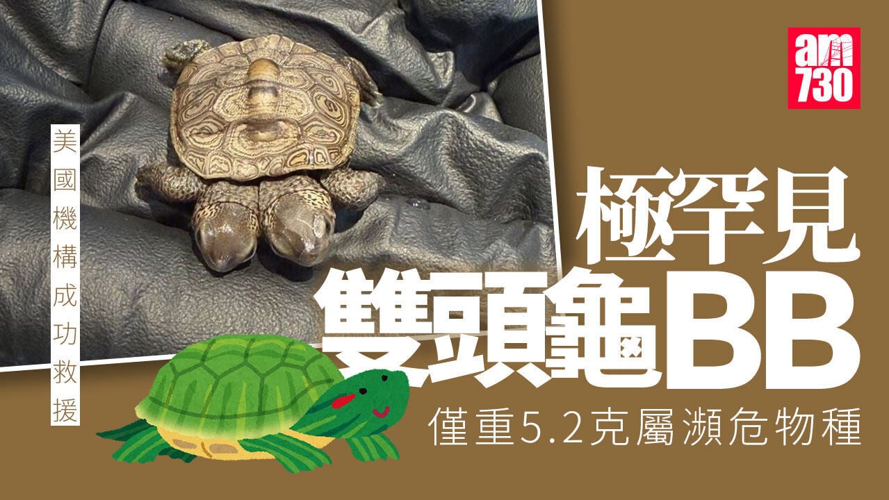 極罕見瀕危兼雙頭龜BB　僅重5.2克　獲動保組織密切照料(有片)