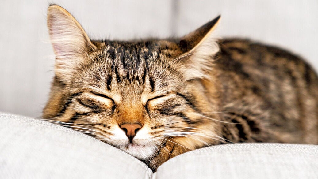 Health 3col fjportrait of a young striped cat sleeping on a grey sofa 16 9