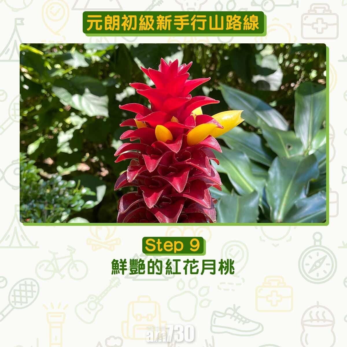 鮮艷的紅花月桃