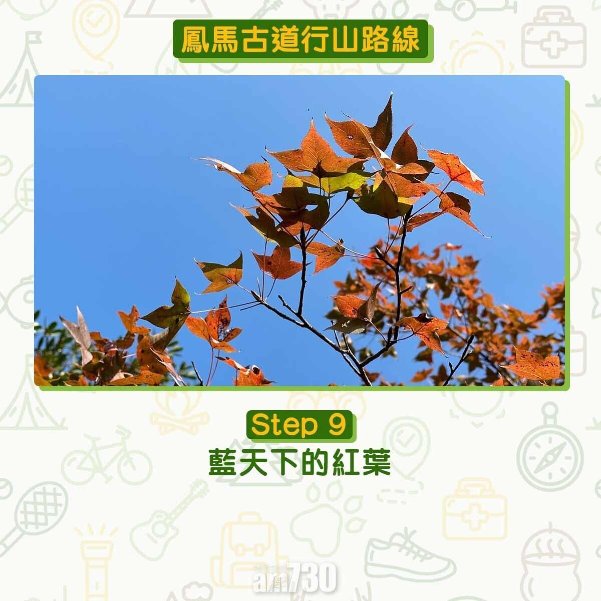 藍天下的紅葉