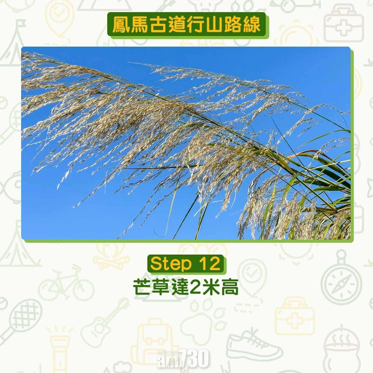 芒草高達2米