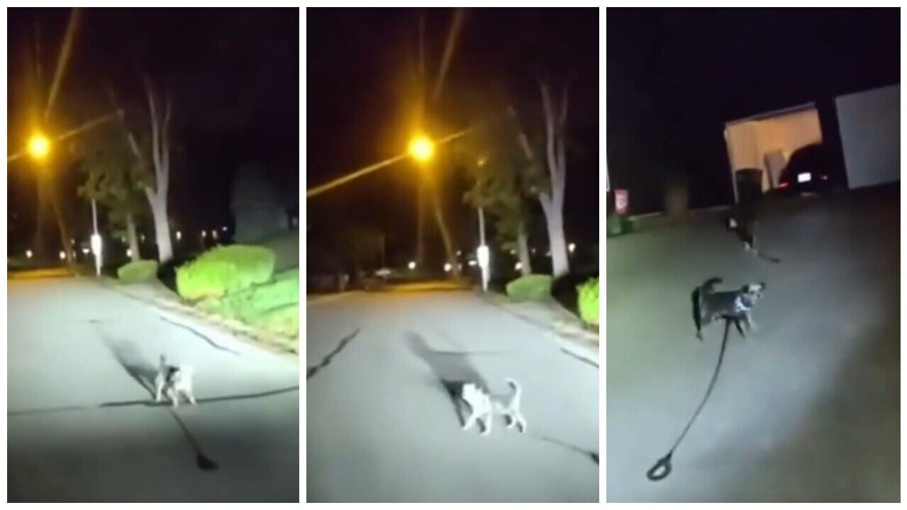 狗狗衝馬路攔警車狂吠，救下倒地3小時主人。(X)