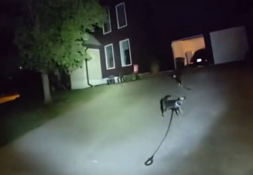警員跟著小狗來到一家車庫大門敞開的住戶,車道上還有另一隻狗狗。(X)