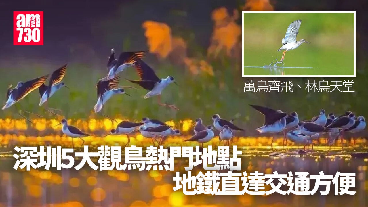 深圳好去處｜秋冬候鳥「加油站」 盤點深圳五大觀鳥熱門地點