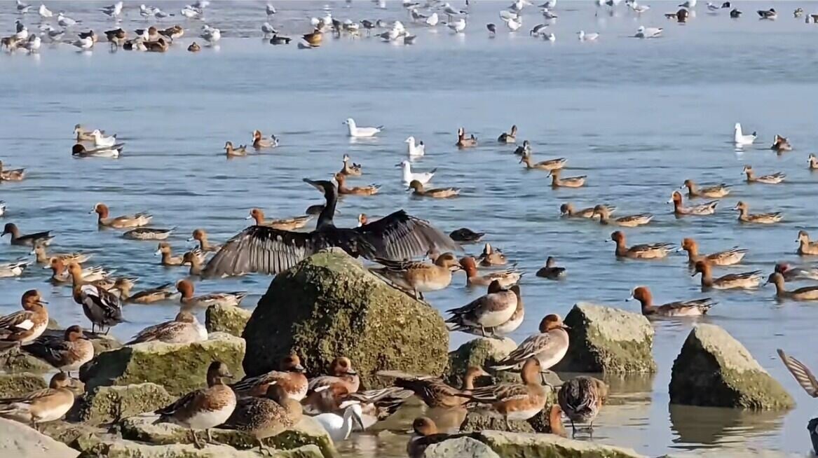 深圳灣公園內,經常看到大批候鳥停留覓食的奇觀。(圖片來源:視覺中國)