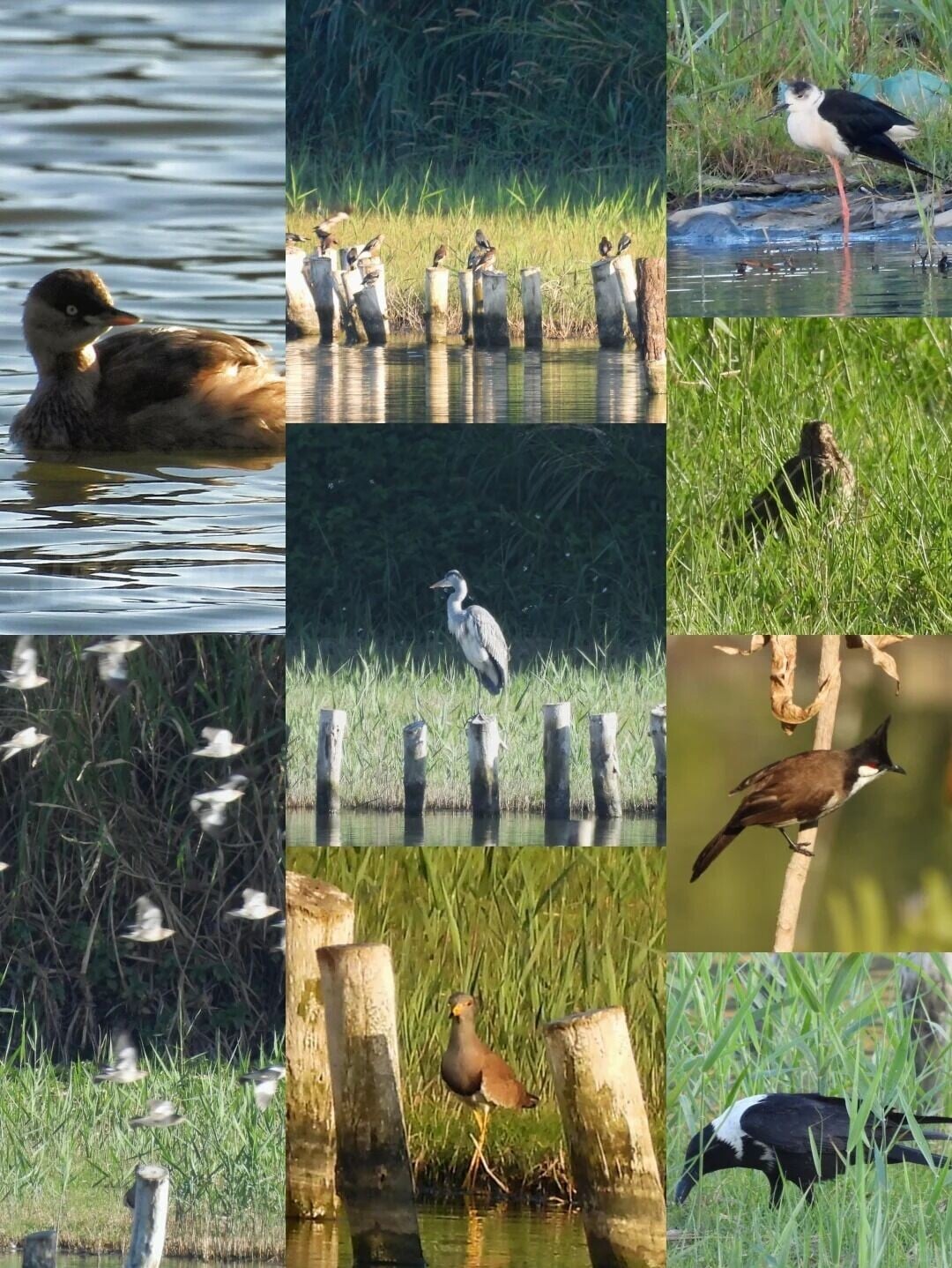華僑城國家濕地公園園內鳥類記錄達217種,有黑臉琵鷺、豹貓等國家保護動物36種,底棲生物種類400種以上