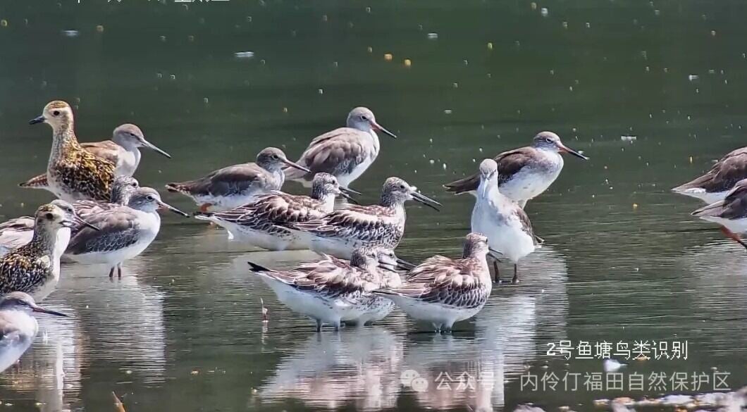 園內能看到「國際二級野生保護動物」大濱鷸。大濱鷸是候鳥群中的強者,能夠挑戰飛行極限。(圖片來源:內伶仃福田自然保護區公眾號)