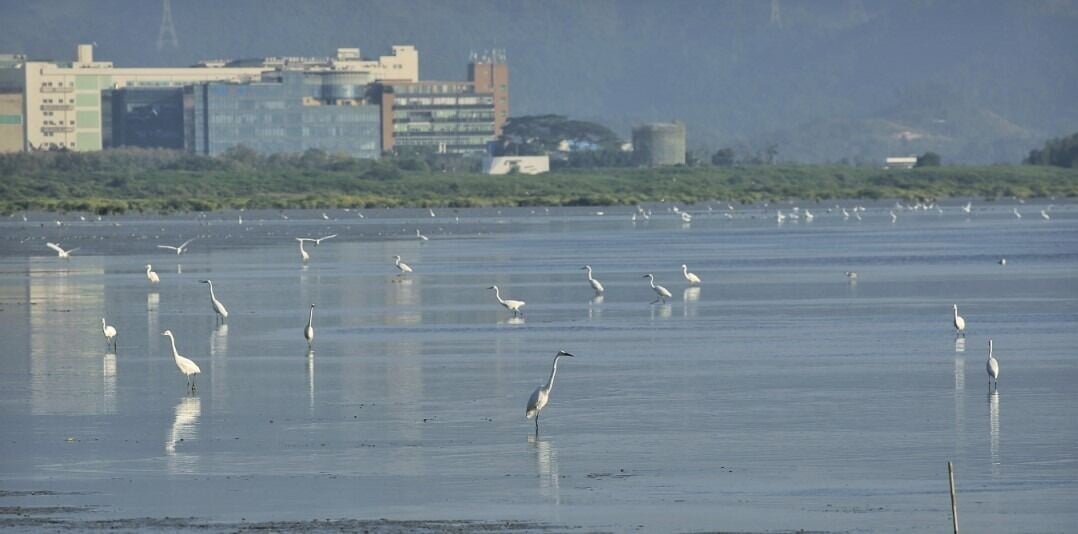 經過復育後,福田經樹林生態公園水中出現了大量蝌蚪,附近蜻蜓也明顯增加。秋季水位下降,吸引白鷺、白胸苦惡鳥等水鳥到淺水區覓食。(網上圖片)