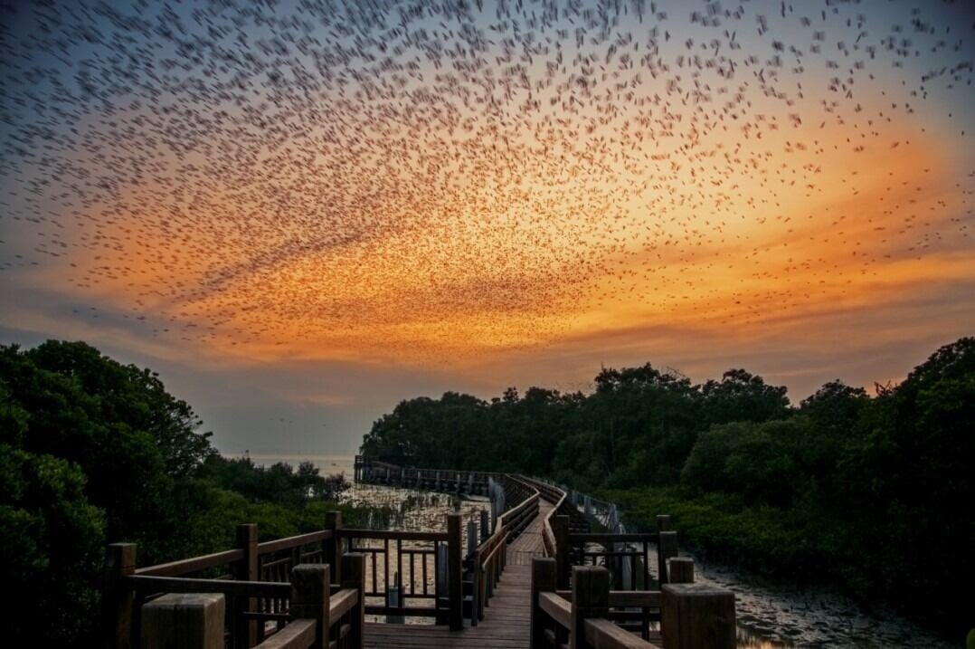 「為鳥熄燈」是深圳為保護候鳥推行的夜間照明管控措施。2023年起,深圳將紅樹林周邊劃為光環境管控最嚴格的一類區,濱海大道沿線步道燈定時熄燈、調暗亮度,並將高亮度藍白光更換為低擾暖黃光。此舉有效減少光污染對候鳥越冬棲息和遷飛節律的干擾。(網上圖片)