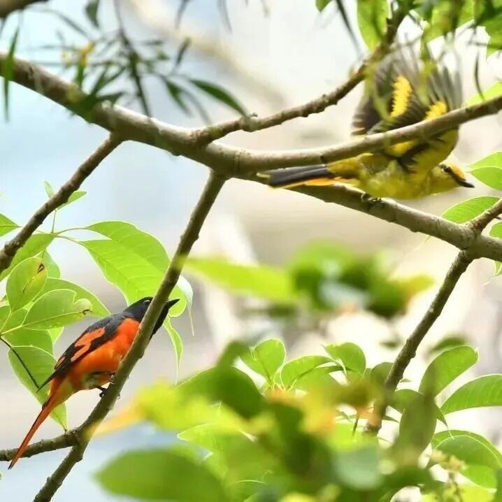 在非繁殖季節(約每年8月至次年3月),赤紅山椒鳥的雄鳥和雌鳥會各自分成兩組, 在林地的上方盤飛,尋找合適的食物。要是到仙湖植物園賞鳥,就有機會遇到這樣的奇妙場景。(網上圖片)
