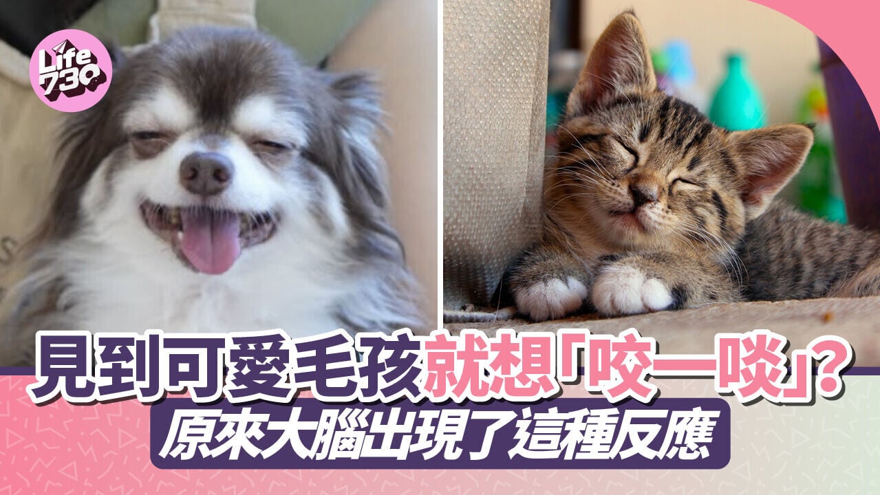 見到可愛毛孩就想「咬一啖」？原來大腦出現了這種反應