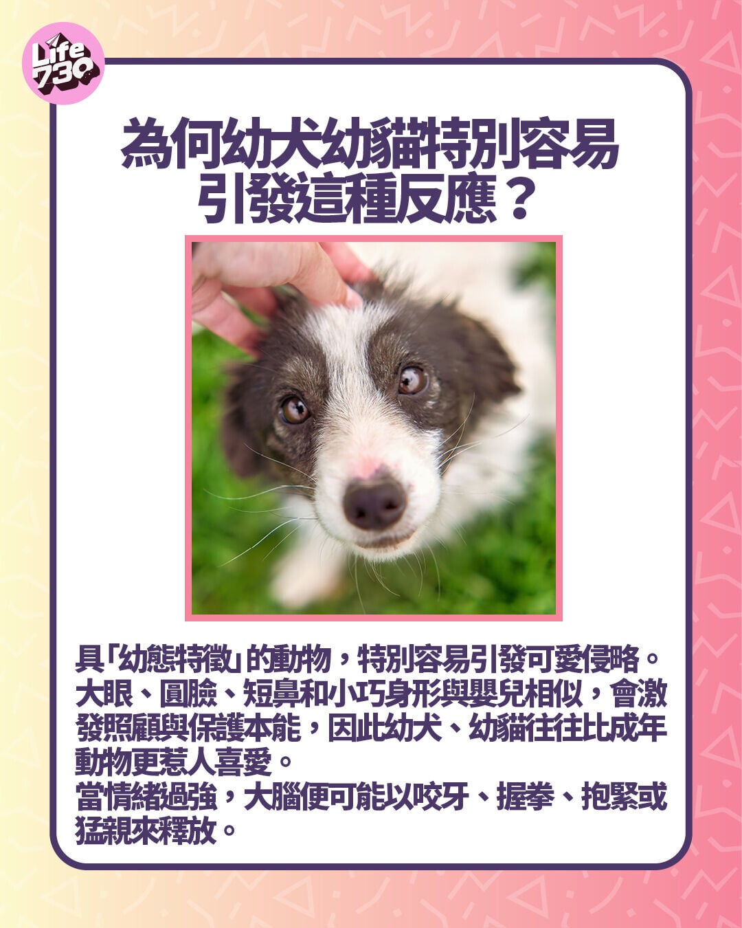 為何幼犬幼貓特別容易引發這種反應?