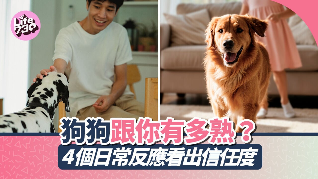 狗狗跟你有多熟？4個日常反應測出信任度