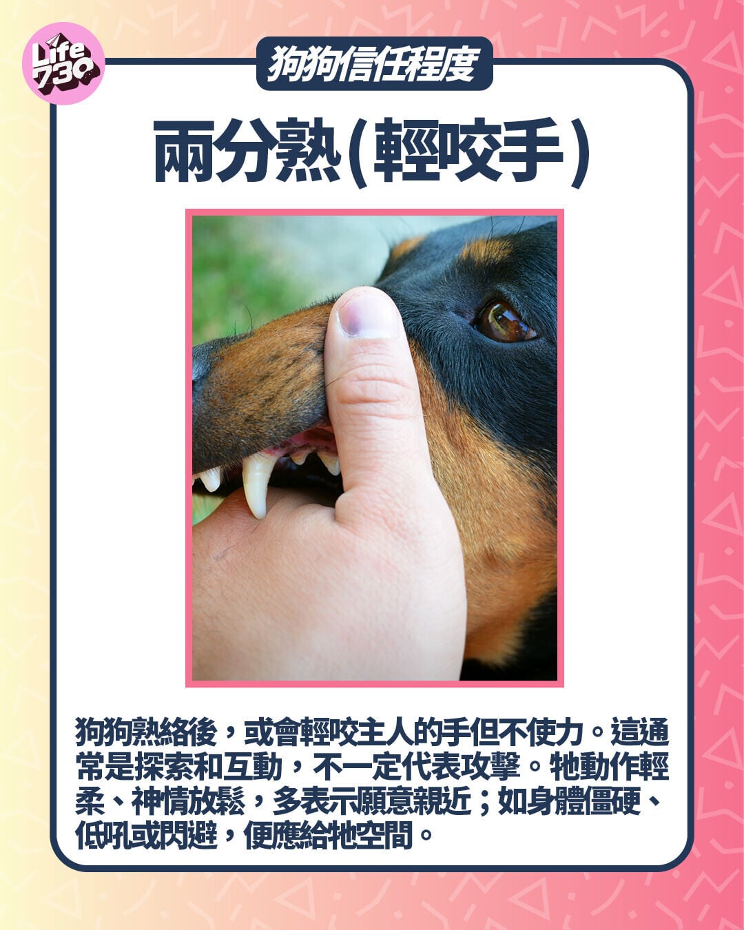 狗狗信任程度:兩分熟 (輕咬手)