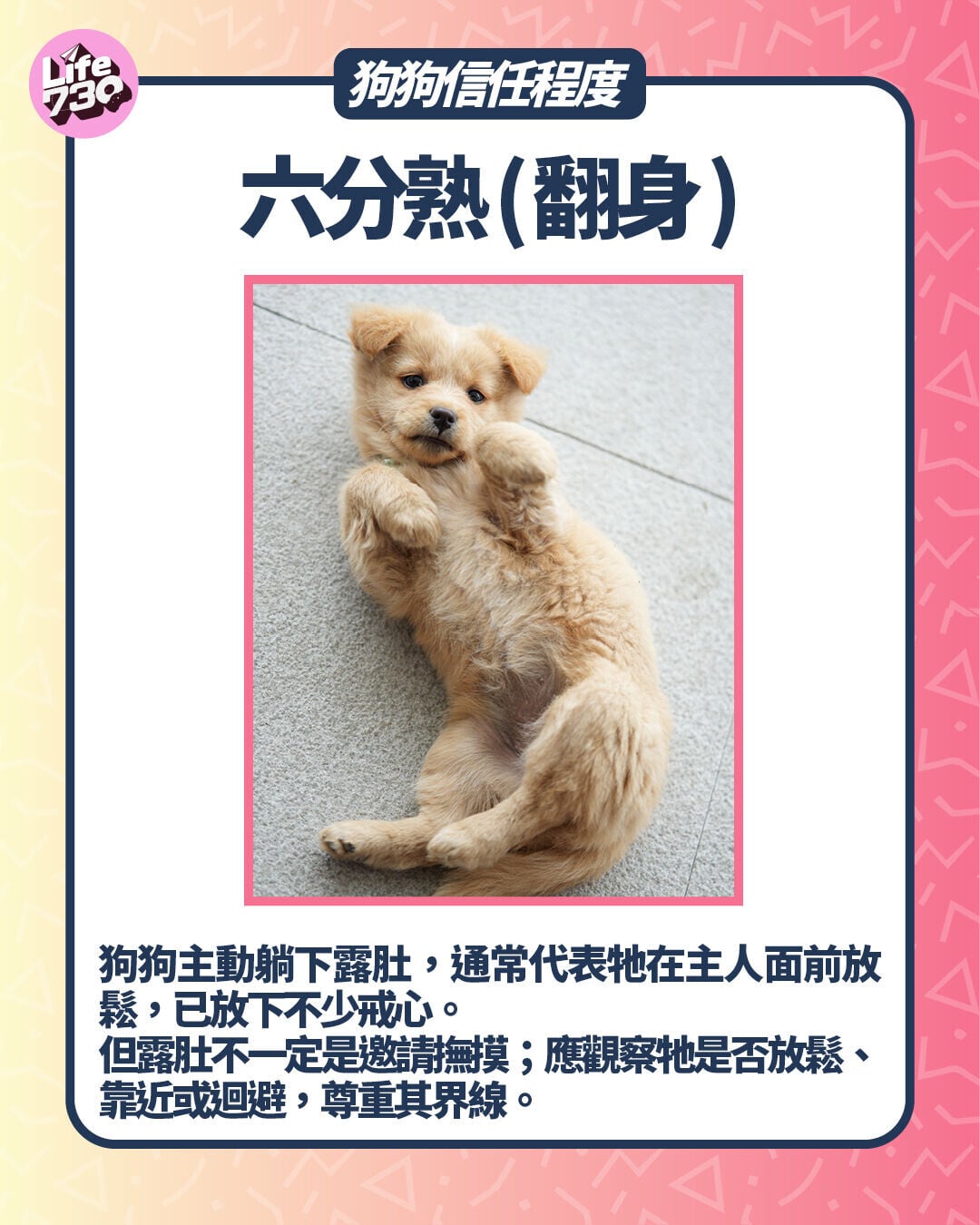 狗狗信任程度:六分熟 (翻身)