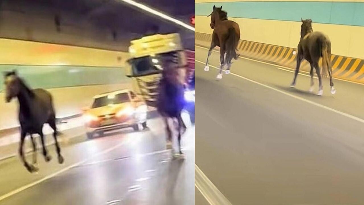 兩匹馬於蘇州馬路狂奔　馬主駕車3小時尋回（有片）
