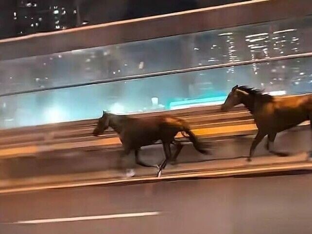 江蘇蘇州兩匹馬一度走上高速公路