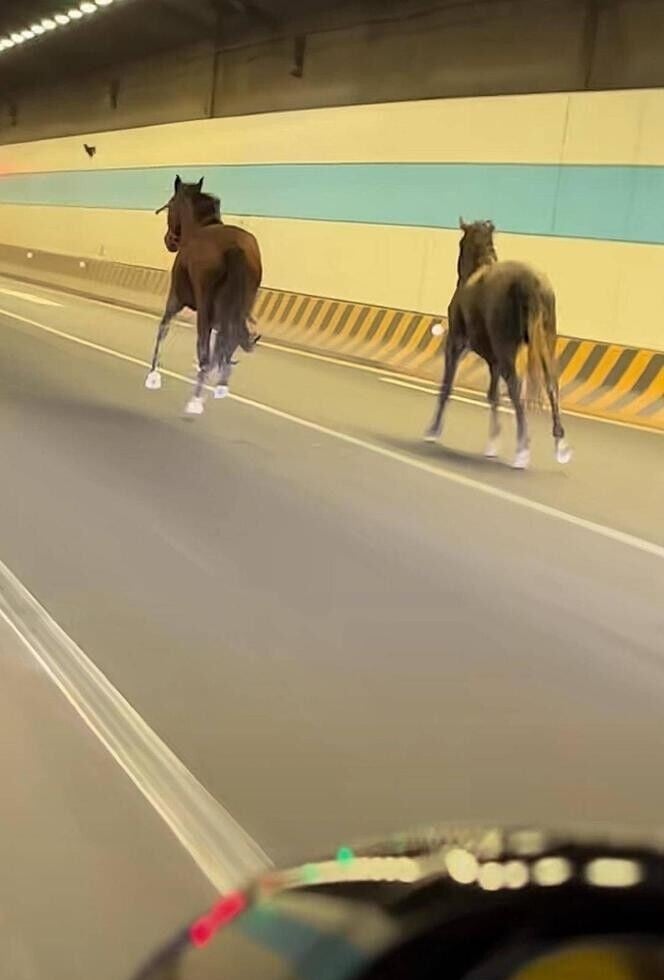 江蘇蘇州兩匹馬一度在隧道中狂奔